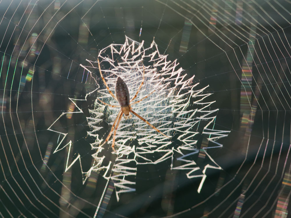 Argiope spec